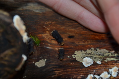 Platyrhinus resinosus
