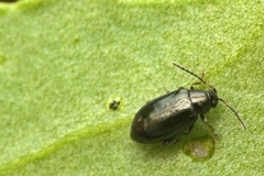 Phyllotreta