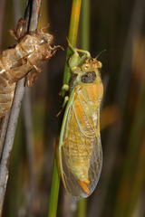 Cicadettini