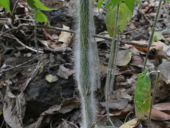 Strobilanthes ixiocephala
