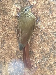 Glyphorynchus spirurus