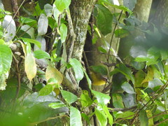 Basileuterus delattrii