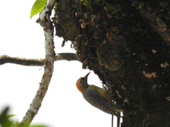 Melanerpes hoffmannii