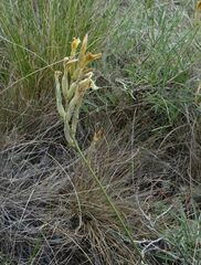 Astragalus kustanaicus
