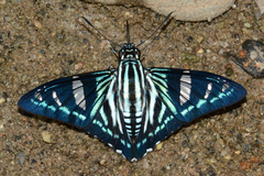 Phocides metrodorus