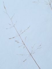 Poa palustris