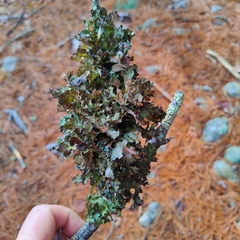 Platismatia tuckermanii