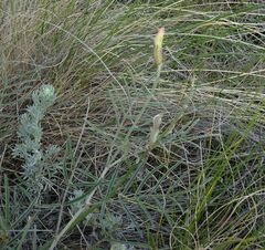 Astragalus kustanaicus