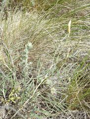 Astragalus kustanaicus