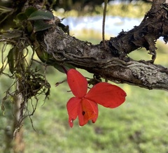 Cattleya coccinea