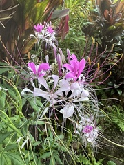 Cleome houtteana