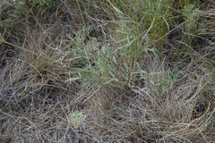 Astragalus kustanaicus