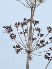 Heracleum maximum