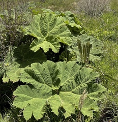 Gunnera manicata