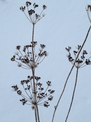 Heracleum maximum