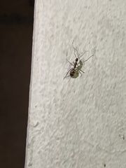 Camponotus inaequalis