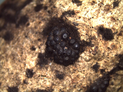 Annulohypoxylon