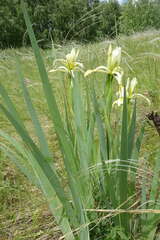 Iris halophila