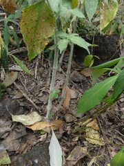 Strobilanthes ixiocephala