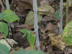 Strobilanthes ixiocephala