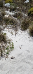 Caracal caracal