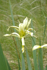 Iris halophila