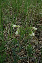 Onosma simplicissima