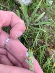 Plagiobothrys nothofulvus