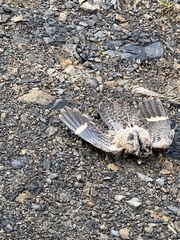 Caprimulgiformes