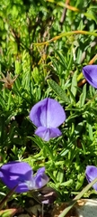 Psoralea