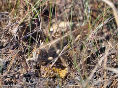 Schistocerca gregaria