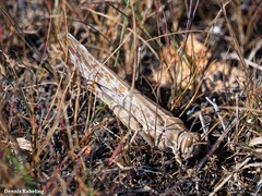 Schistocerca gregaria