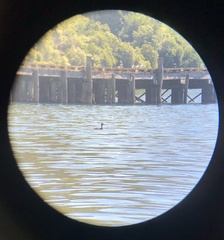 Podiceps cristatus australis