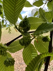 Nothofagus alpina