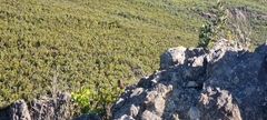 Monticola rupestris