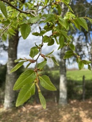 Nothofagus alpina