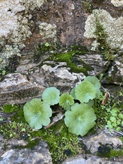 Umbilicus horizontalis