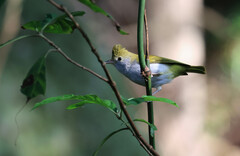 Erpornis zantholeuca