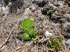 Sempervivum globiferum