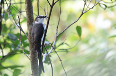 Pericrocotus tegimae