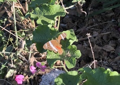 Anartia fatima colima