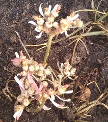 Euphorbia radians