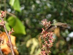 Saucerottia cyanocephala