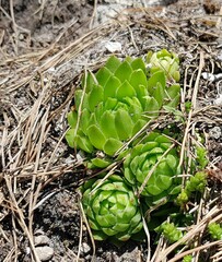 Sempervivum globiferum