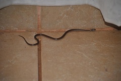 Aparallactus capensis