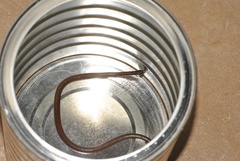 Aparallactus capensis