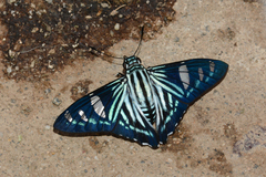 Phocides pigmalion