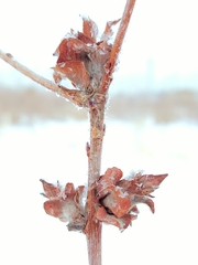 Rabdophaga rosaria