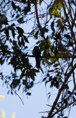 Priotelus roseigaster