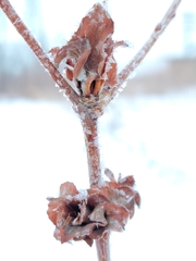 Rabdophaga rosaria
